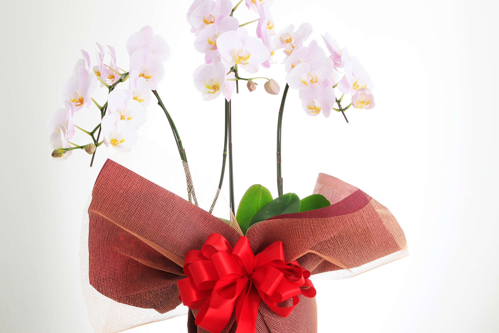 例から学ぶ 祝花に必要な立札とメッセージカードの書き方 ギフトコラム 品質にとことんこだわった最高級の胡蝶蘭 祝花gift