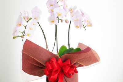 胡蝶蘭の植え替え時期は春 正しい植え替え方法を詳しく解説 ギフトコラム 品質にとことんこだわった最高級の胡蝶蘭 祝花gift