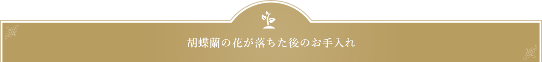 胡蝶蘭の花が落ちた後のお手入れ